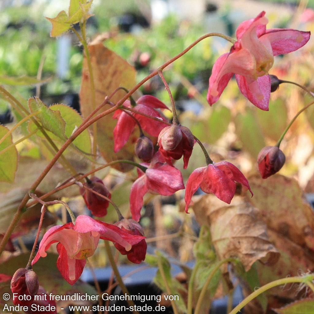 Elfenblume (Epimedium x rubrum)