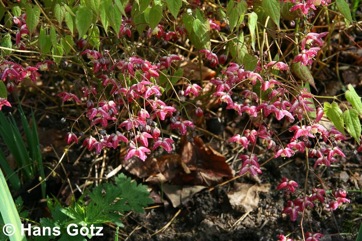 Elfenblume (Epimedium x rubrum)