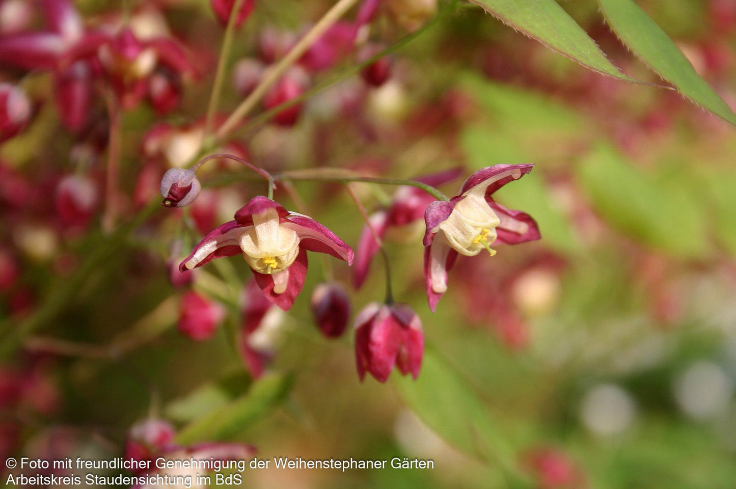 Elfenblume (Epimedium x rubrum)