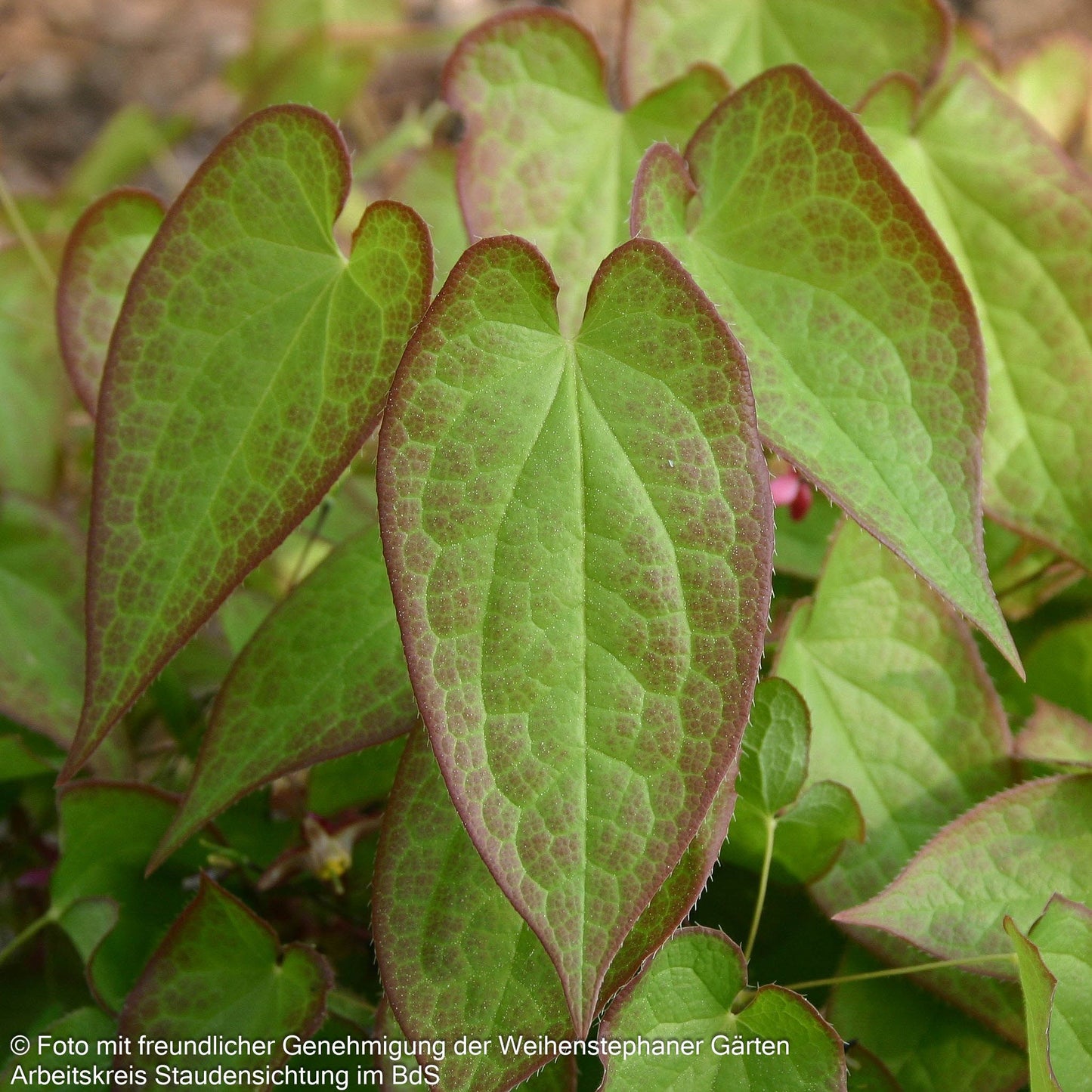 Elfenblume (Epimedium x rubrum)