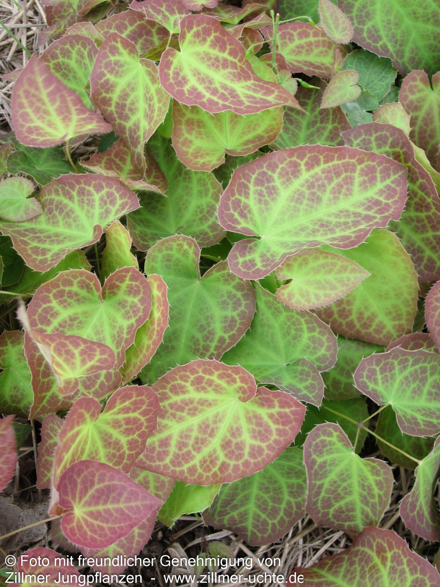 Elfenblume 'Frohnleiten' (Epimedium x perralchicum)