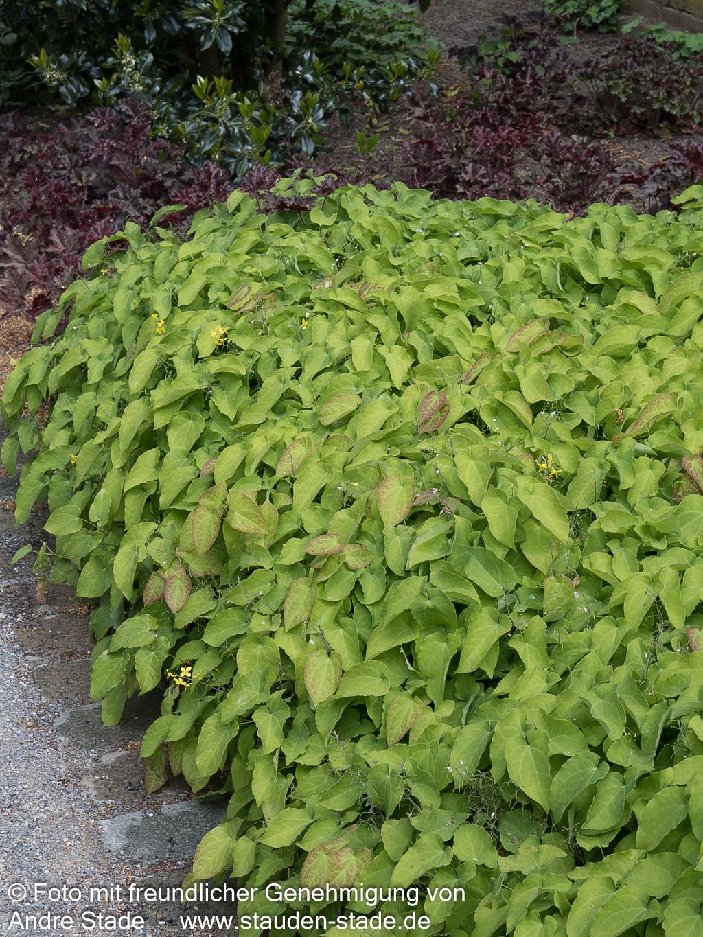 Elfenblume 'Frohnleiten' (Epimedium x perralchicum)