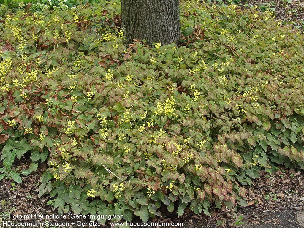 Elfenblume 'Frohnleiten' (Epimedium x perralchicum)