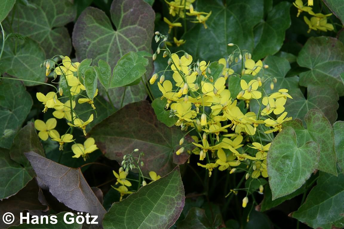 Elfenblume 'Frohnleiten' (Epimedium x perralchicum)