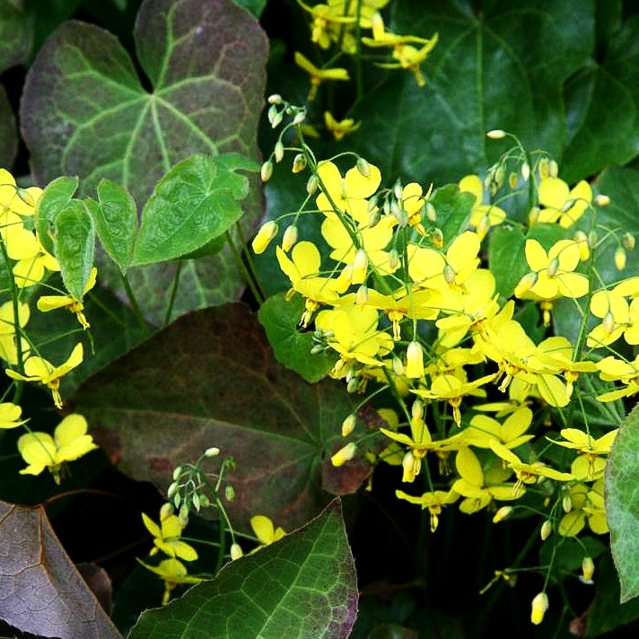 Elfenblume 'Frohnleiten' (Epimedium x perralchicum)