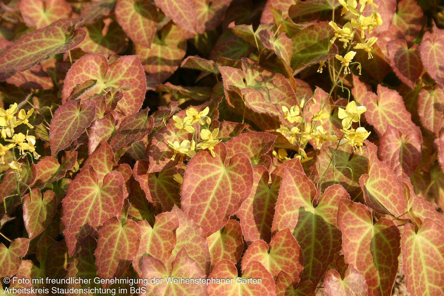 Elfenblume 'Frohnleiten' (Epimedium x perralchicum)