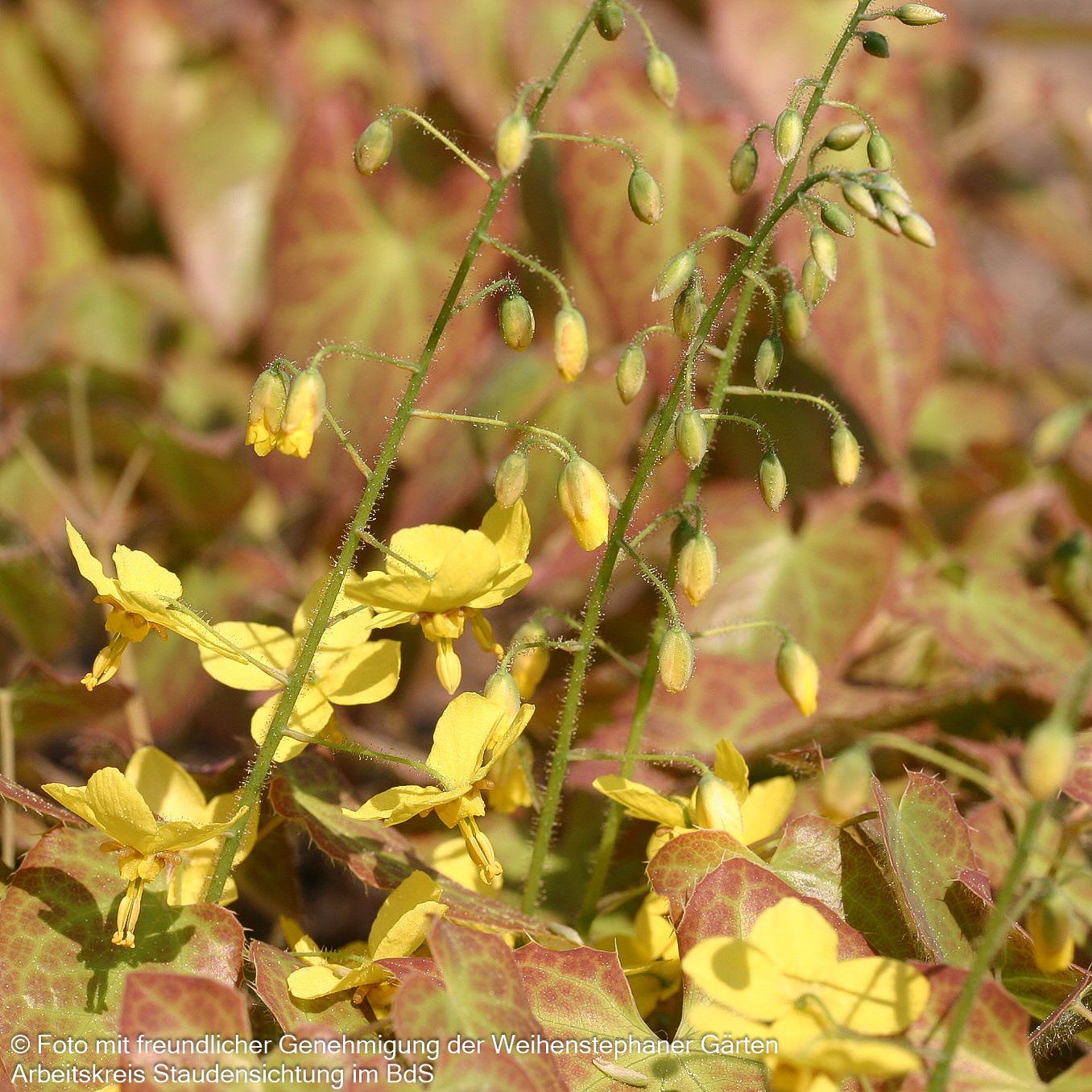 Elfenblume 'Frohnleiten' (Epimedium x perralchicum)