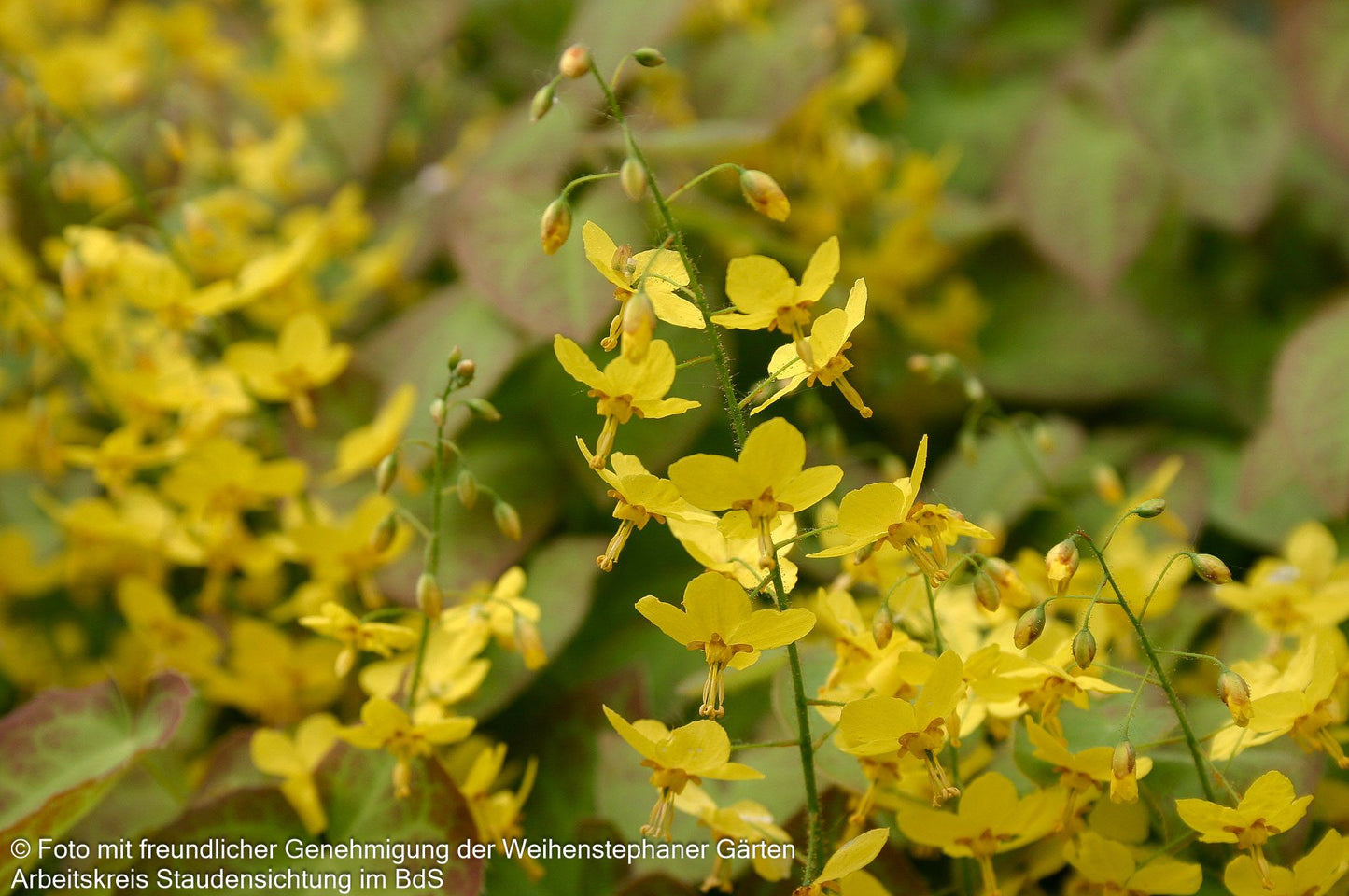 Elfenblume 'Frohnleiten' (Epimedium x perralchicum)