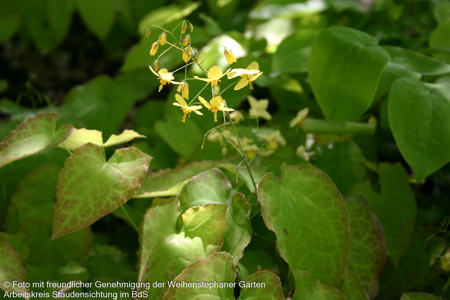 Elfenblume 'Frohnleiten' (Epimedium x perralchicum)