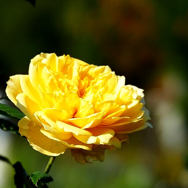 Englische Beetrose 'Molineux' (Rosa STR VII)