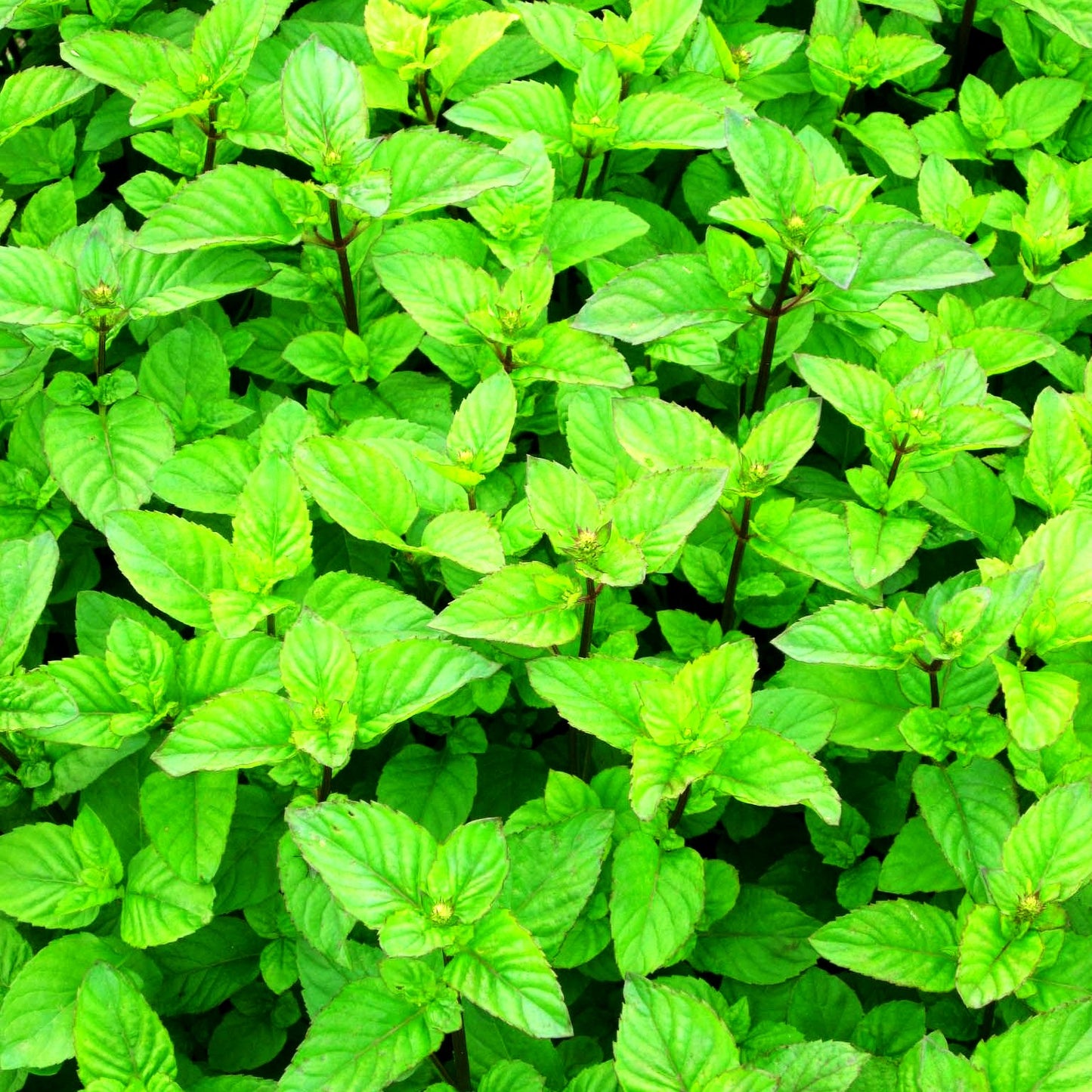 Englische Minze 'Mitcham' (Mentha x piperita)