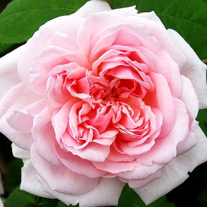 Englische Strauchrose 'Eglantyne' (Rosa STR VI)