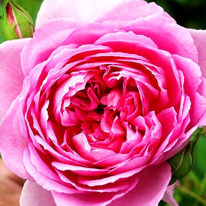 Englische Strauchrose 'Gertrude Jekyll' (Rosa STR VI)
