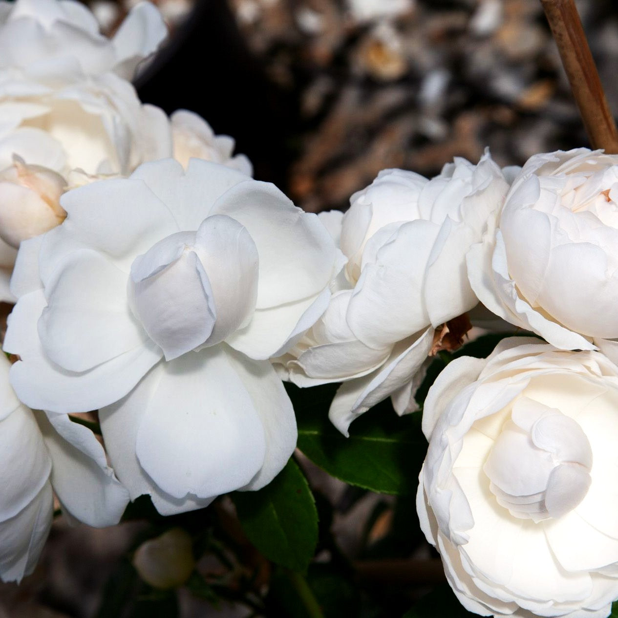Englische Strauchrose 'Glamis Castle' (Rosa STR VI)