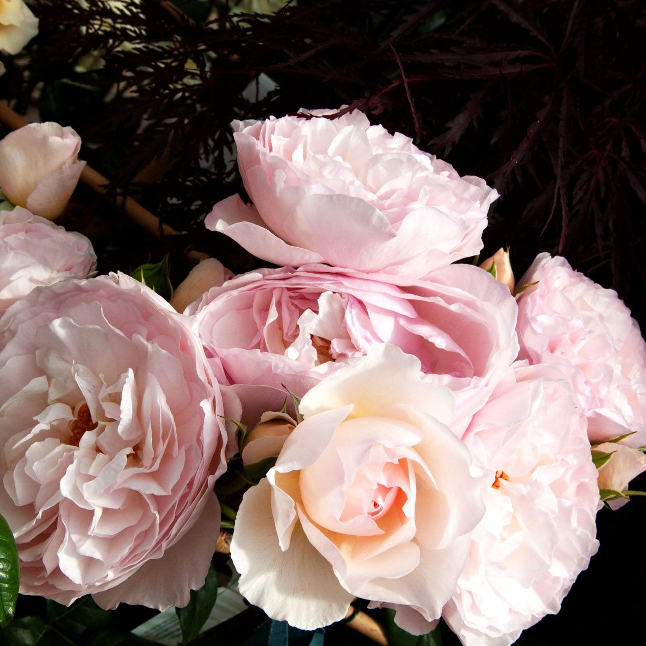 Englische Strauchrose 'Heritage' (Rosa STR VI)