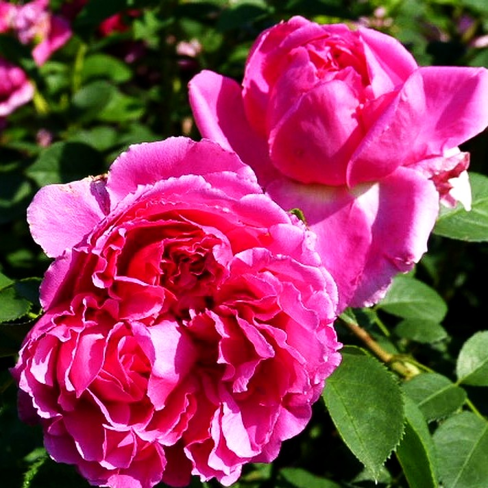 Englische Strauchrose 'Lady of Megginch' (Rosa STR VI)