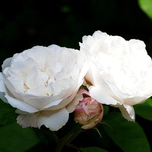 Englische Strauchrose 'Winchester Cathedral' (Rosa STR VI)