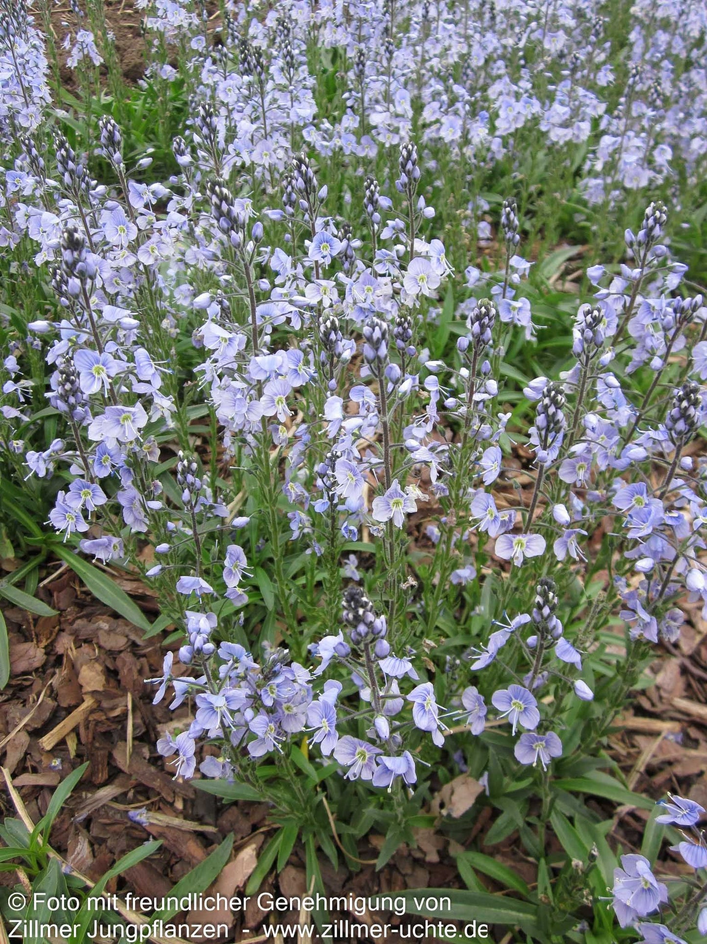 Enzianblättriger Ehrenpreis 'Maihimmel' (Veronica gentianoides)