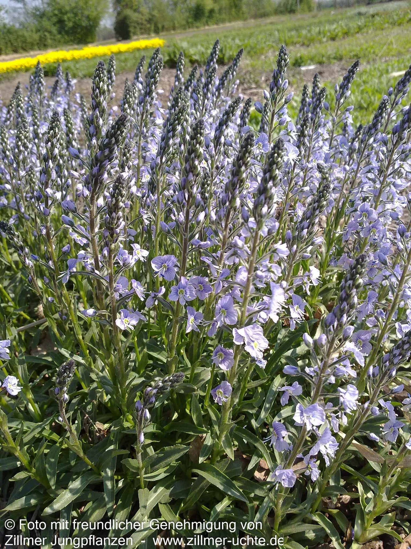 Enzianblättriger Ehrenpreis 'Maihimmel' (Veronica gentianoides)