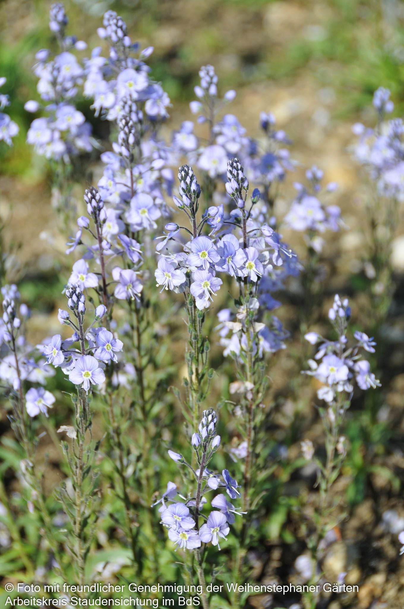 Enzianblättriger Ehrenpreis 'Maihimmel' (Veronica gentianoides)