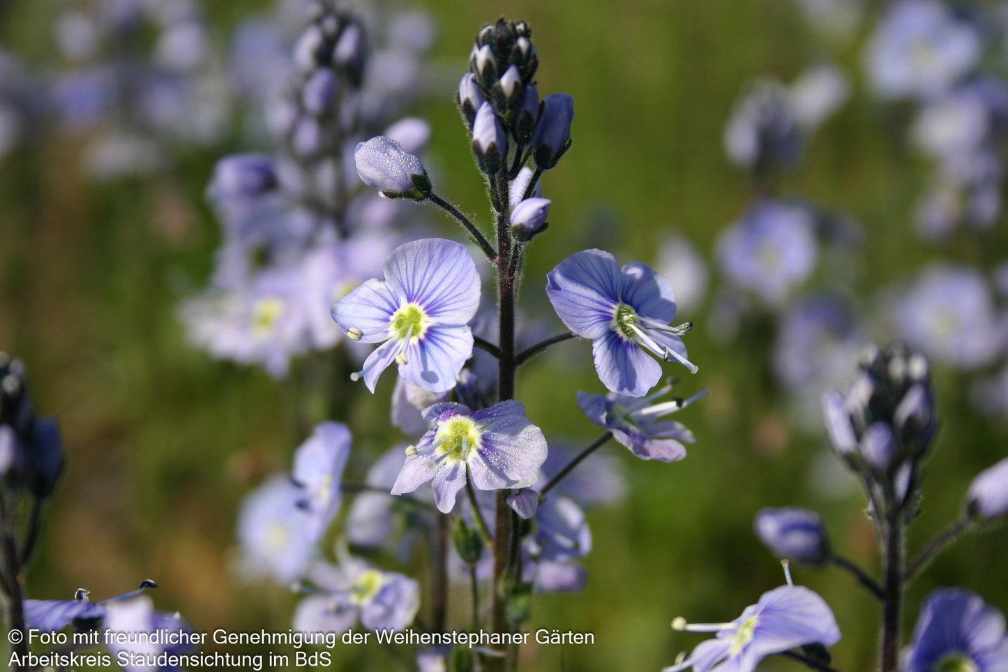 Enzianblättriger Ehrenpreis 'Maihimmel' (Veronica gentianoides)
