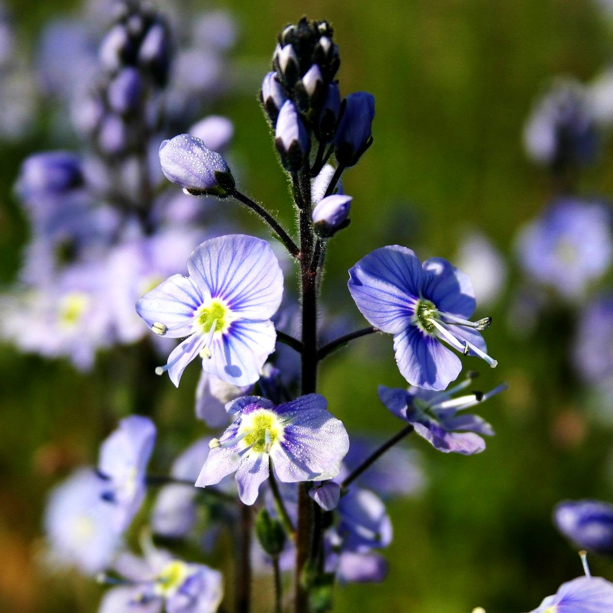 Enzianblättriger Ehrenpreis 'Maihimmel' (Veronica gentianoides)