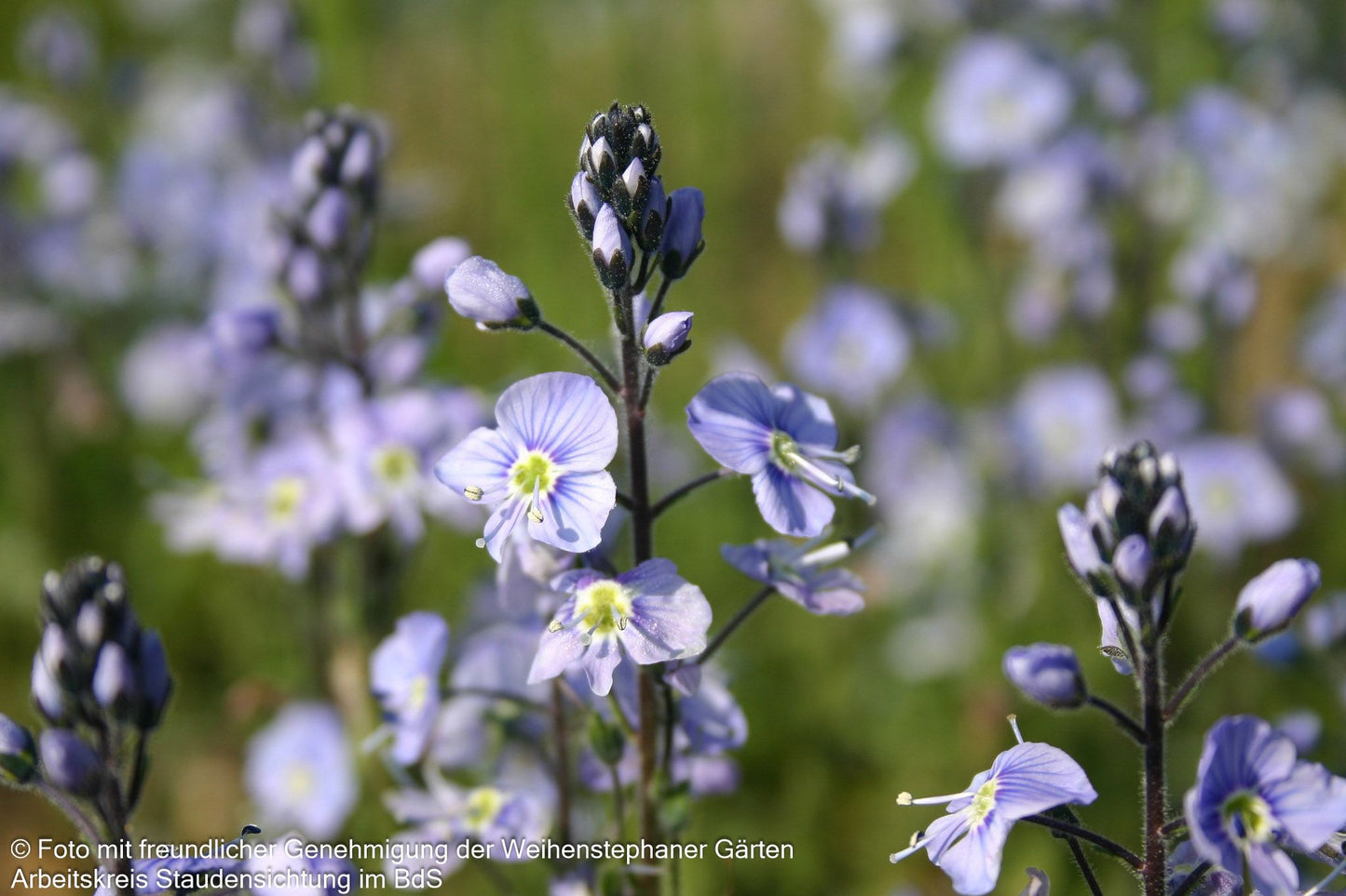 Enzianblättriger Ehrenpreis 'Maihimmel' (Veronica gentianoides)
