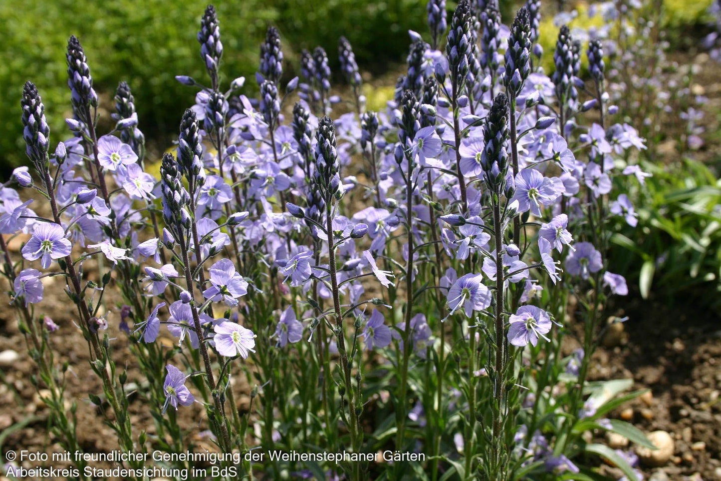 Enzianblättriger Ehrenpreis 'Maihimmel' (Veronica gentianoides)