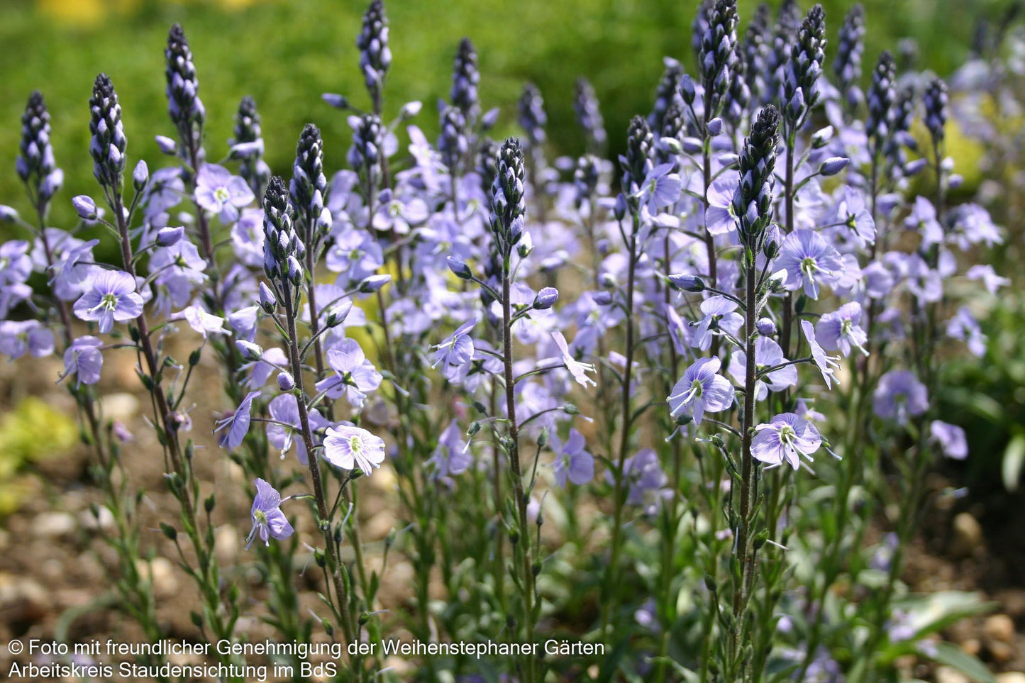 Enzianblättriger Ehrenpreis 'Maihimmel' (Veronica gentianoides)