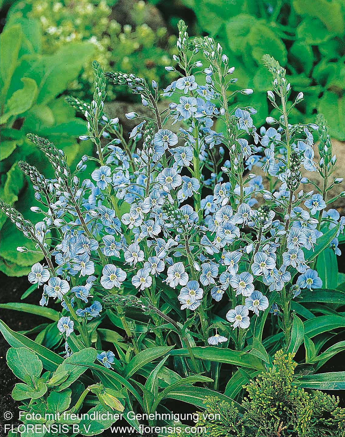 Enzianblättriger Ehrenpreis (Veronica gentianoides)