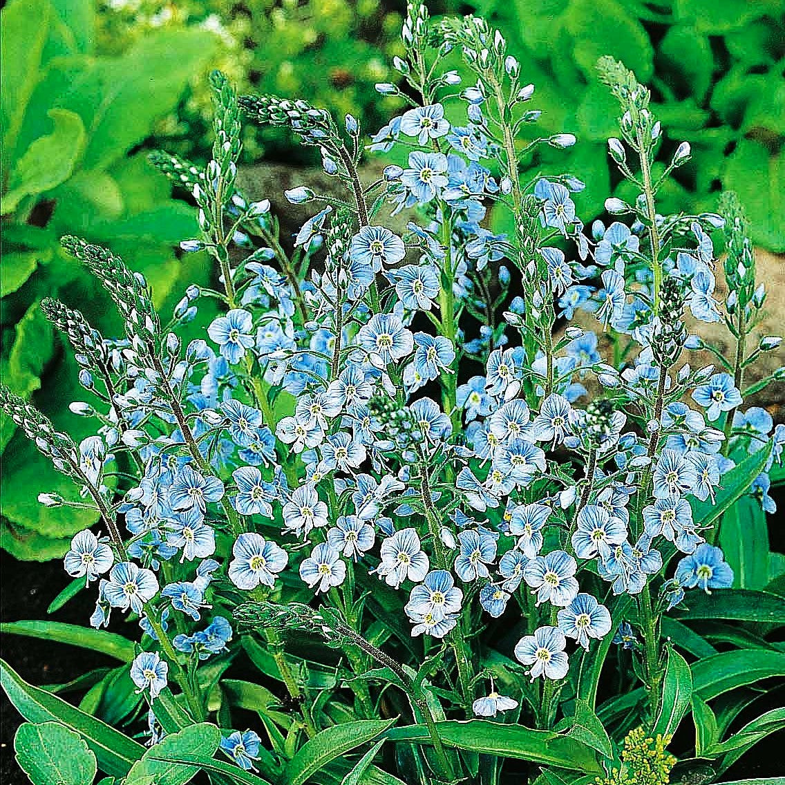 Enzianblättriger Ehrenpreis (Veronica gentianoides)