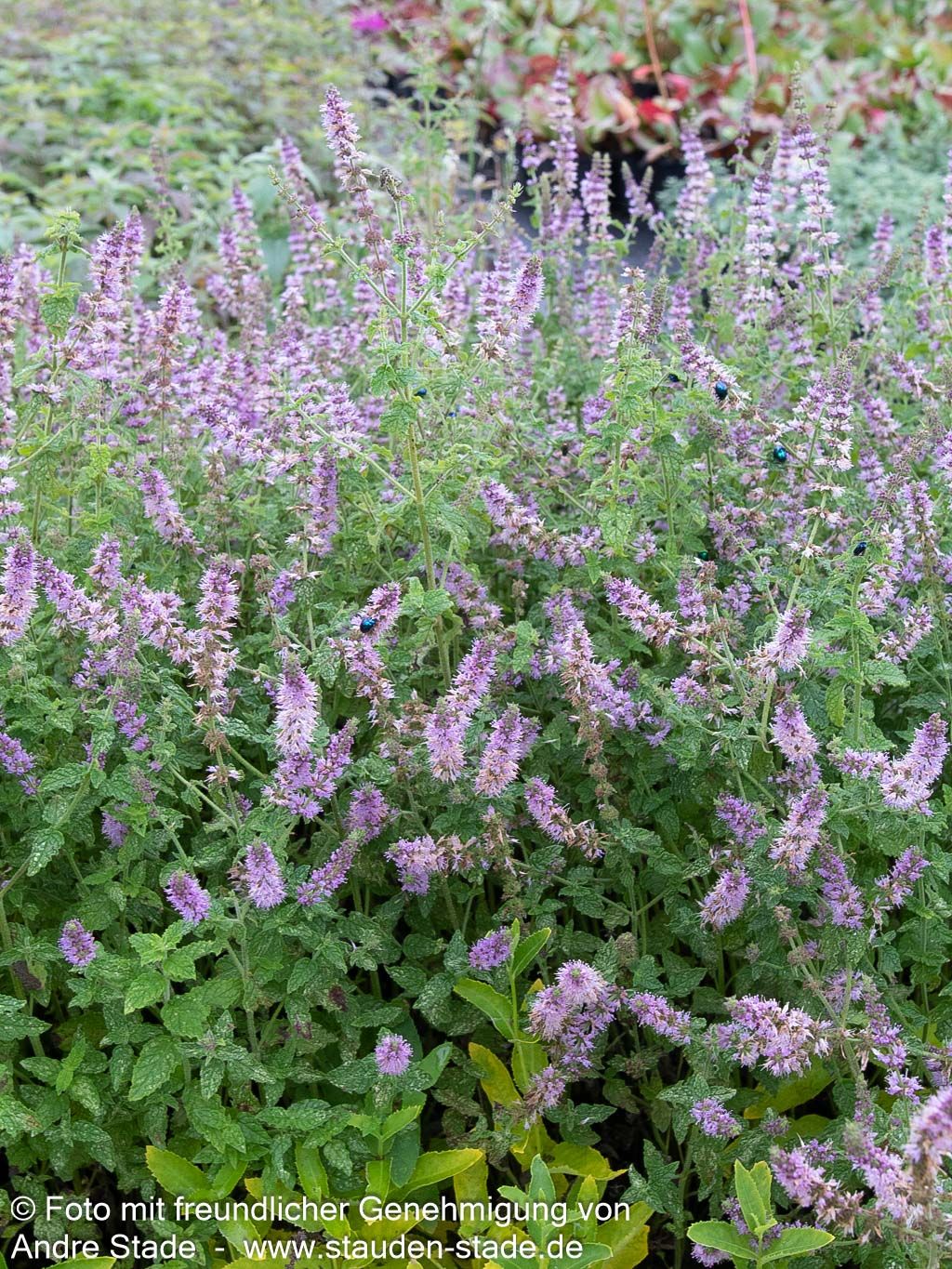 Erdbeer-Minze 'Erdbeerminze' (Mentha x cult.)