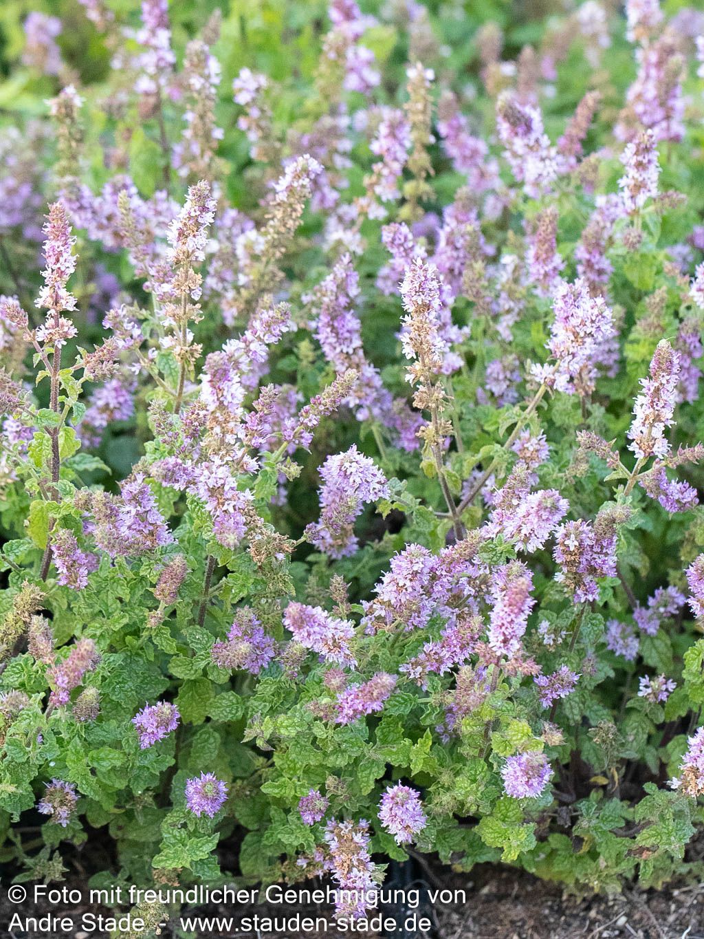 Erdbeer-Minze 'Erdbeerminze' (Mentha x cult.)