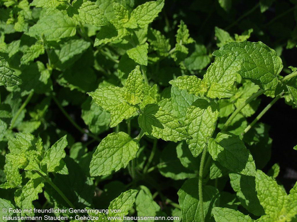 Erdbeer-Minze 'Erdbeerminze' (Mentha x cult.)
