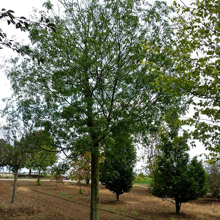 Esche 'Westhof's Glorie' (Fraxinus exc.)