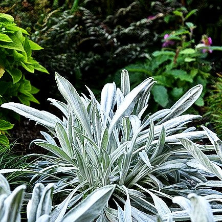 Eselsohren-Silberblatt 'Donkey's Ears' (Senecio niveoaureus)