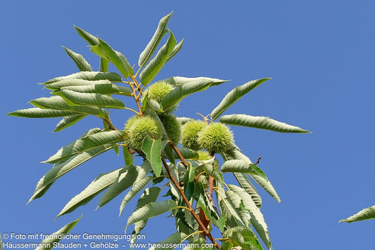 Ess-Kastanie, Edel-Kastanie 'Bouche de Betizac' (Castanea sativa)