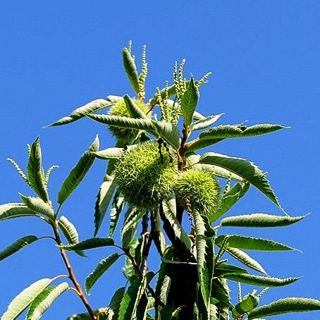 Ess-Kastanie, Edel-Kastanie 'Bouche de Betizac' (Castanea sativa)