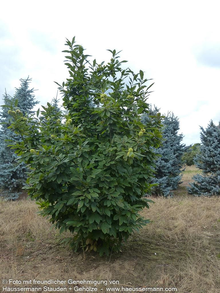 Ess-Kastanie, Edel-Kastanie (Castanea sativa)