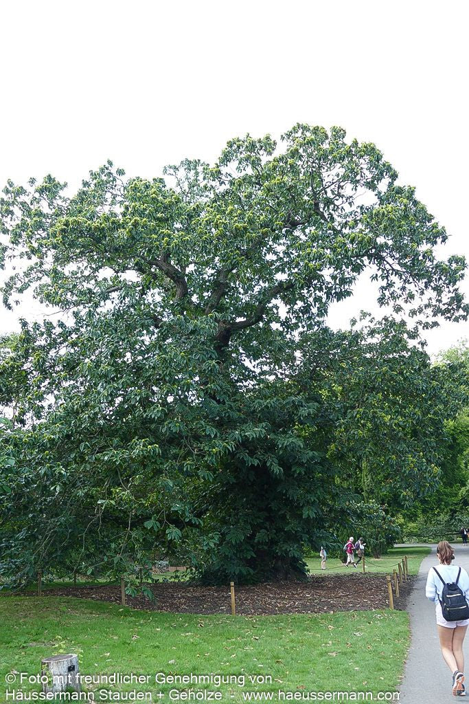 Ess-Kastanie, Edel-Kastanie (Castanea sativa)