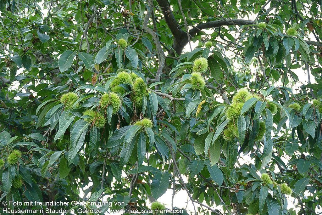 Ess-Kastanie, Edel-Kastanie (Castanea sativa)