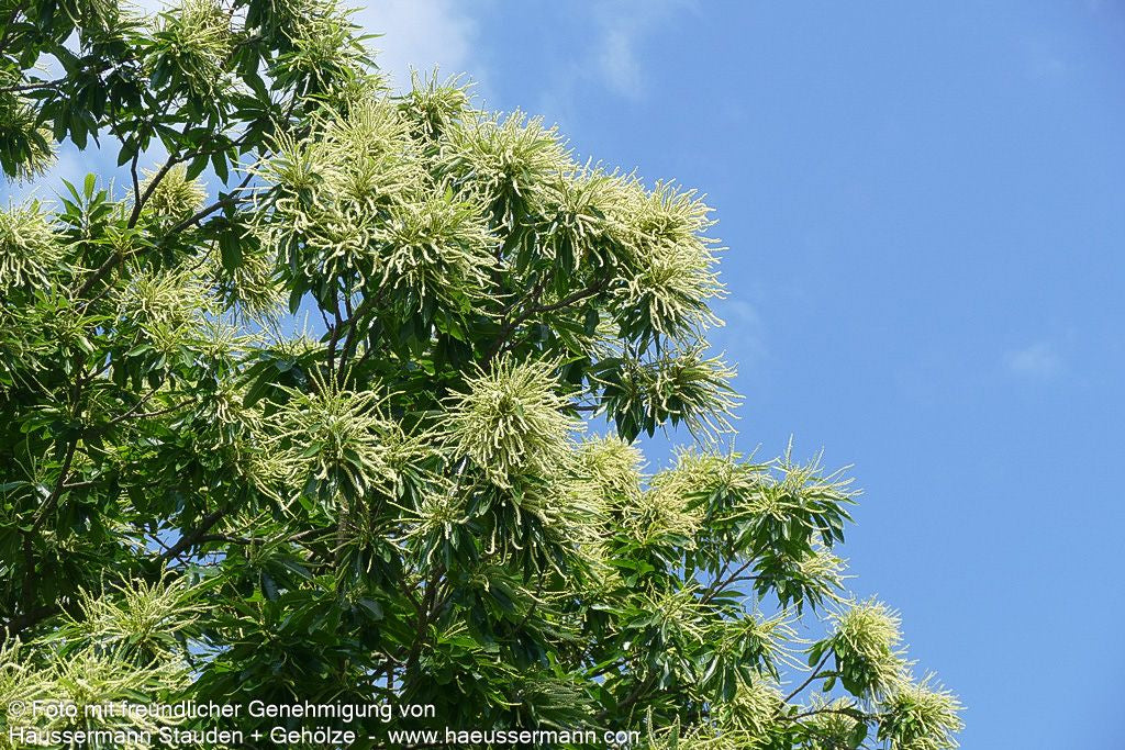 Ess-Kastanie, Edel-Kastanie (Castanea sativa)