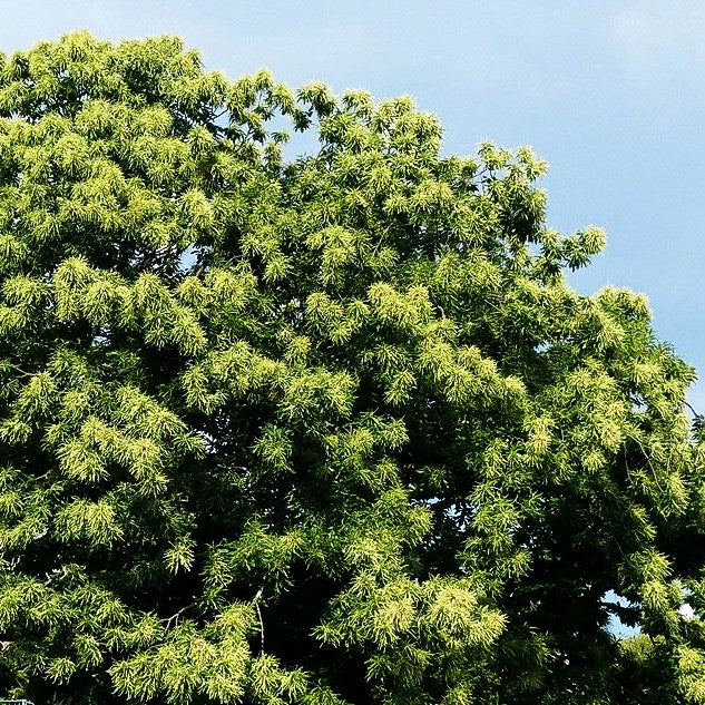 Ess-Kastanie, Edel-Kastanie (Castanea sativa)