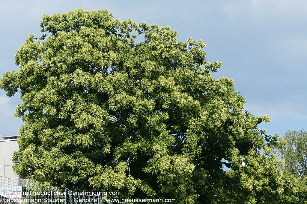 Ess-Kastanie, Edel-Kastanie (Castanea sativa)