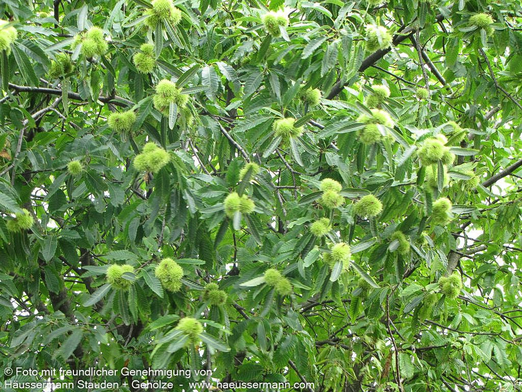 Ess-Kastanie, Edel-Kastanie (Castanea sativa)