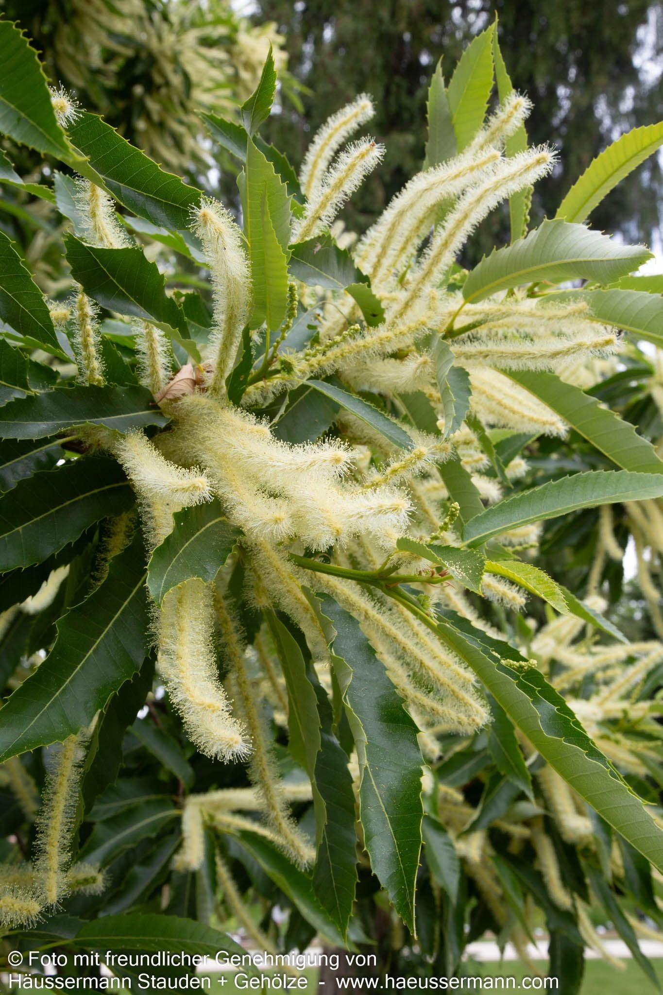 Ess-Kastanie, Edel-Kastanie (Castanea sativa)