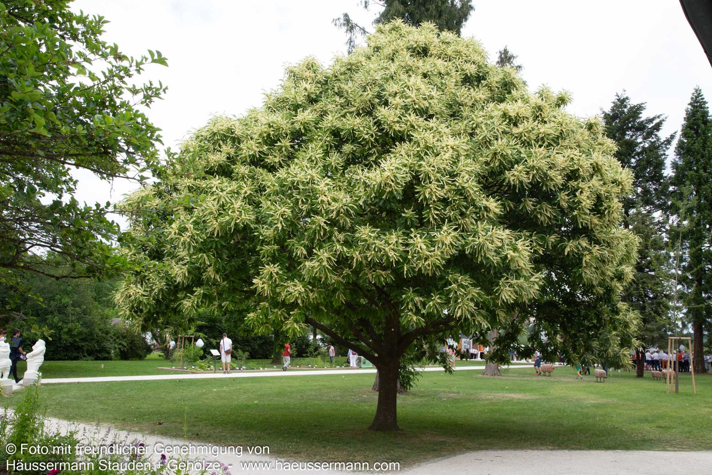 Ess-Kastanie, Edel-Kastanie (Castanea sativa)