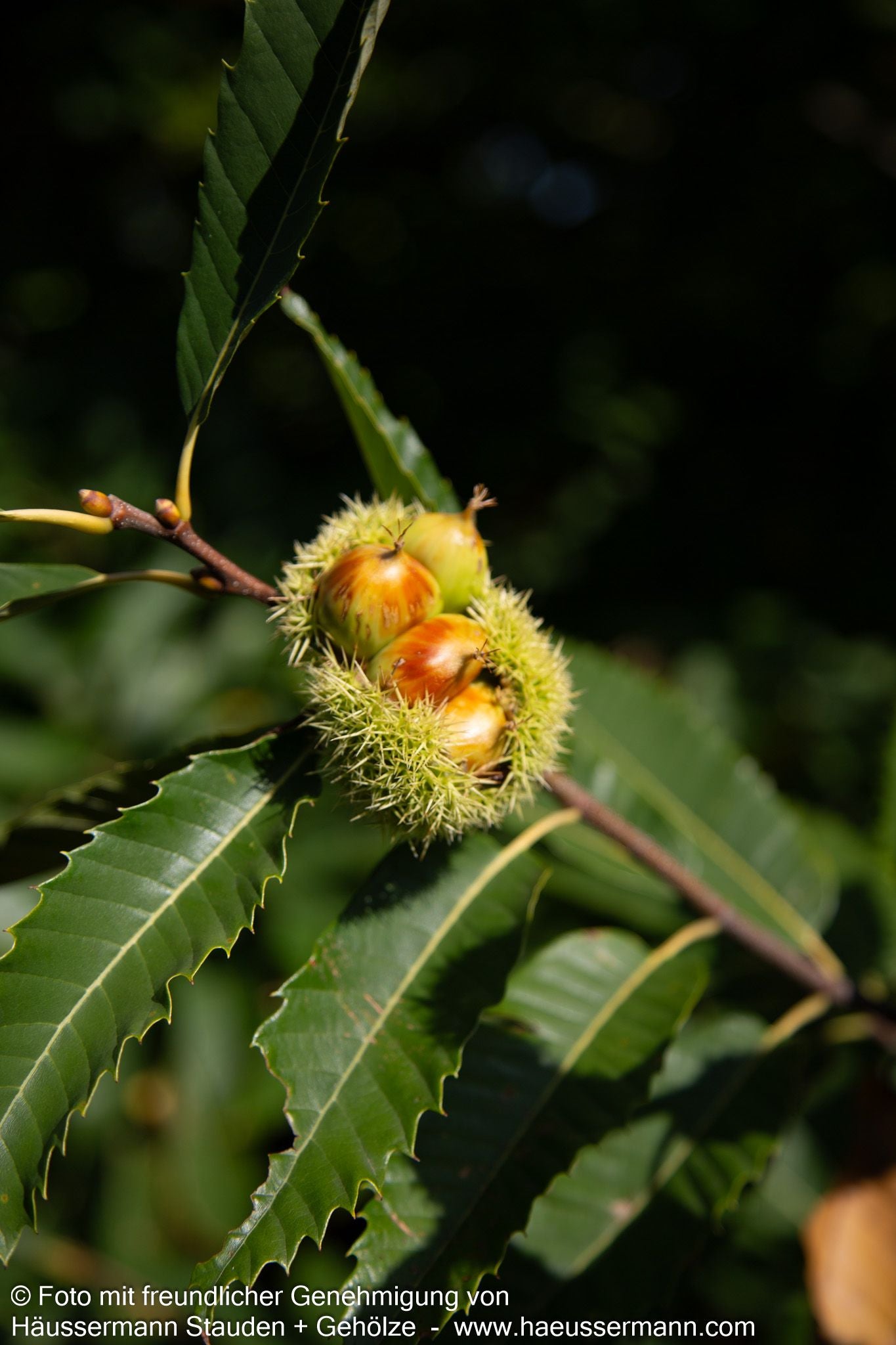 Ess-Kastanie, Edel-Kastanie (Castanea sativa)