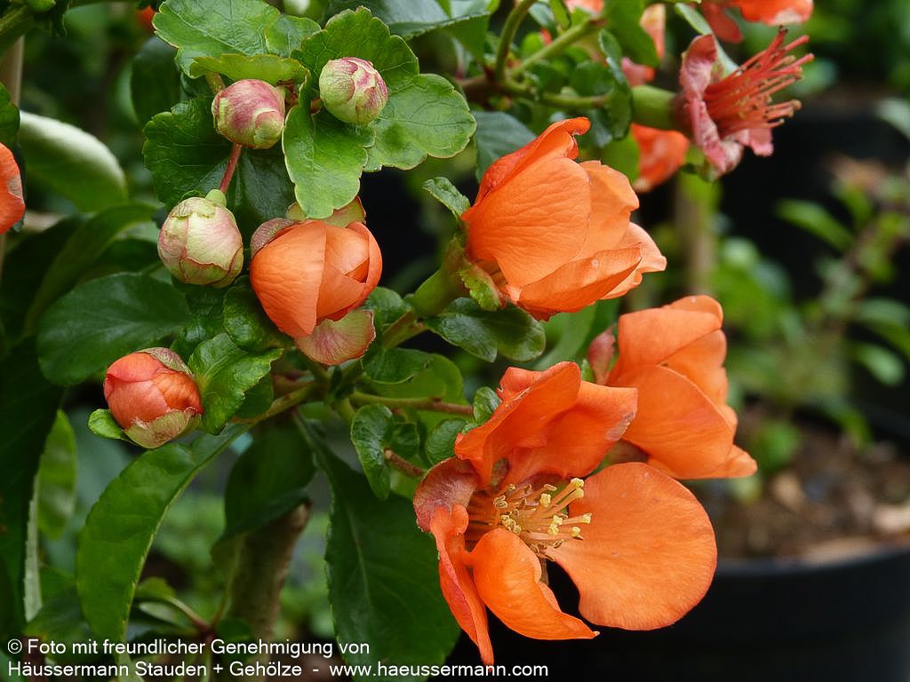 Essbare Zierquitte 'Cido' (Chaenomeles japonica)