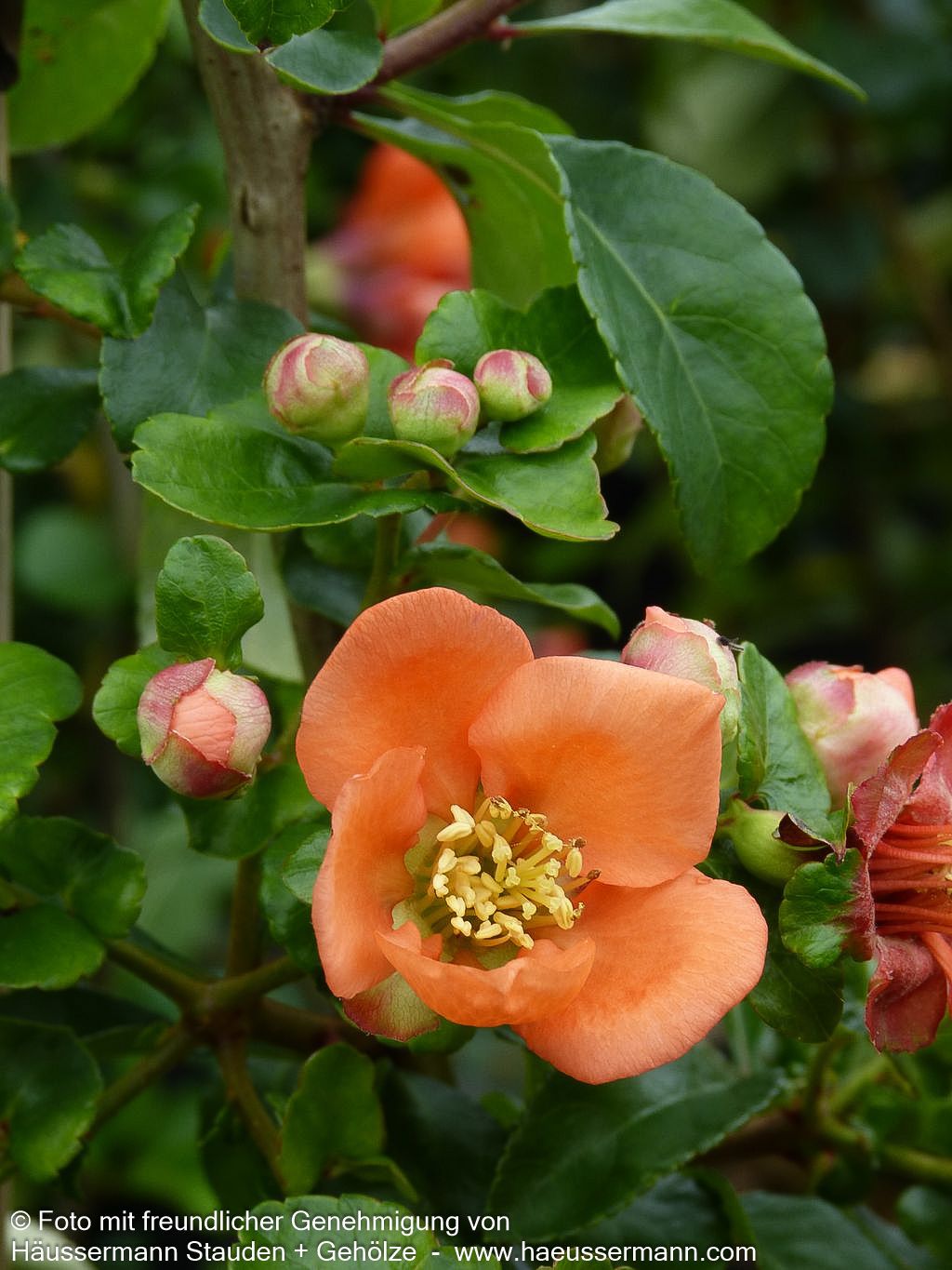 Essbare Zierquitte 'Cido' (Chaenomeles japonica)